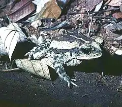 Description de l'image Bufo luetkenii01.jpg.