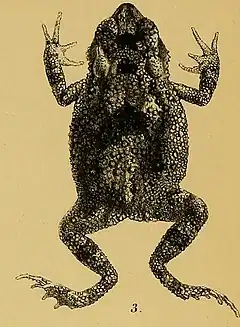 Description de l'image Bufo macrotis - Annali del Museo civico di storia naturale di Genova (1887) (18384564826) (cropped).jpg.