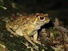 Description de l'image Bufo melanosticus 01.JPG.