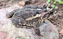 Description de l'image Bufo porteri.jpg.