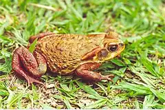 Description de l'image Bufo rubescens02.jpg.