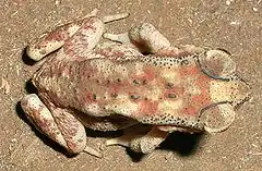 Description de l'image Bufo scaber.jpg.