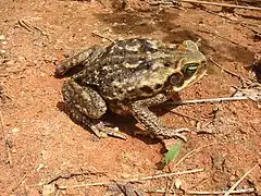 Rhinella schneideri