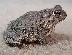 Description de l'image Bufo speciosus.jpg.