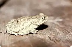 Description de l'image Bufo stomaticus04.jpg.