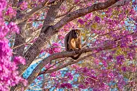 Vue d'un alouate caraya ou singe hurleur s'alimentant de fleurs.