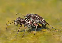 Cicindela hybrida