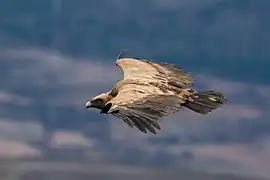 Un vautour fauve autour du mont Moncayo, Espagne.