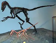 Squelettes de  Buitreraptor et Deinonychus.