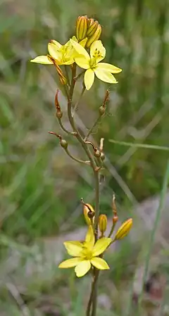 Description de l'image Bulbine bulbosa (24998271675).jpg.