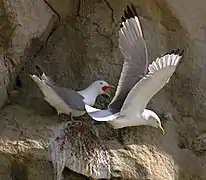 Mouette tridactyle