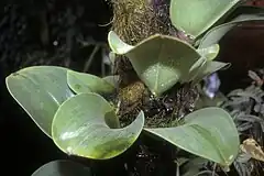 Description de l'image Bulbophyllum beccarii 1.jpg.