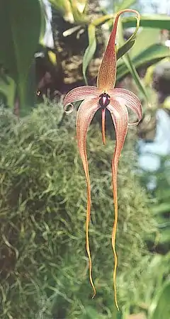 Description de l'image Bulbophyllum echinolabium.jpg.