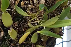 Description de l'image Bulbophyllum imbricatum GotBot 2015 002.jpg.