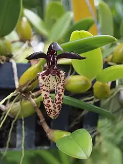 Description de l'image Bulbophyllum lasiochilum - Flickr 003.jpg.