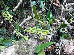 Bulbophyllum lizae, orchidée endémique.