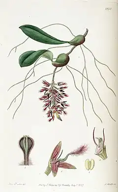 Description de l'image Bulbophyllum saltatorium - Edwards vol 23 pl 1970 (1837).jpg.