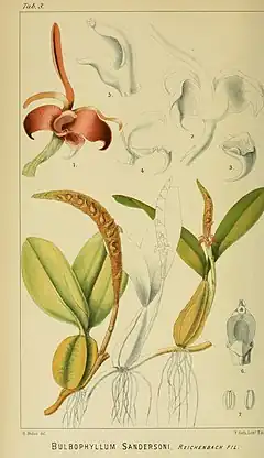 Description de l'image Bulbophyllum sandersonii - Harry Bolus - Orchids of South Africa - volume I tab. 3 (1896).jpg.