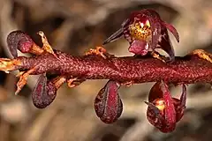 Description de l'image Bulbophyllum scaberulum var. scaberulum 5Dsr 4770.jpg.