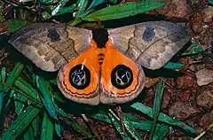 Description de l'image Bull's Eye Moth (Automeris liberia) male (14114668884).jpg.