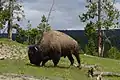 Bison.