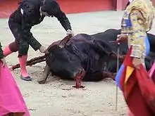 Taureau étendu sur le côté. À gauche un peón plante une puntilla dans son échine. À droite un matador vu de profil