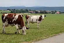 Photo couleur de vaches à vocation laitière de couleur pie rouge broutant près d'une route.