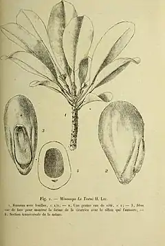 Description de l'image Bulletin du Muséum d'histoire naturelle (1920) (19819251813).jpg.