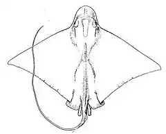 Description de l'image Bullnose ray.jpg.