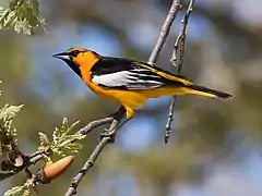 Description de l'image Bullock's Oriole.jpg.