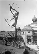 Singes du zoo en 1932.