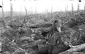 Forêt d'Argonne en octobre 1915, ravagée par les tirs d'obus.