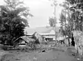 Une plantation en 1906.