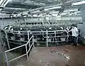 Salle de traite rotative qui permet la traite de 200 vaches par heure, 1985