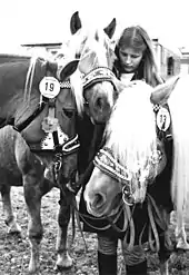 Haflingers au haras de Meura en 1986