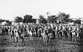 Chameliers du Sud-Ouest africain allemand en 1904.