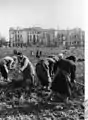 Récolte des pommes de terre en 1946 à la Kemperplatz.