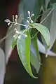 Fleurs et feuilles de Cinnamomum verum