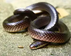 Description de l'image Bungarus lividus, Lesser Black Krait at Jalpaiguri, India.jpg.