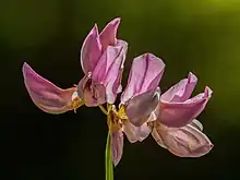 Gros plan sur la fleur : des pétales violettes s'écartent de la tige.