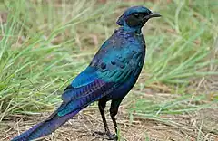 Description de l'image Burchell's Starling (Lamprotornis australis) (16394703987).jpg.