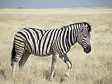 Un zèbre dans la savane