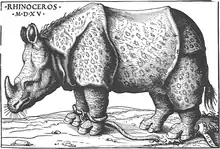Le rhinocéros de Burgkmair ne possède pas de corne de licorne, mais sa peau est une sorte de fourrure tachetée. L'animal est entravé.