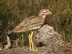 Photographie en couleurs d'un oiseau haut sur pattes, posé sur un rocher, avec en arrière-plan un champ de céréales.