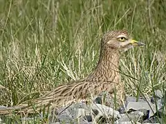 Photographie en couleurs d'un petit échassier au plumage marron clair rayé de noir et de blanc sur les ailes et au bec jaune et noir, les pattes posées au sol.