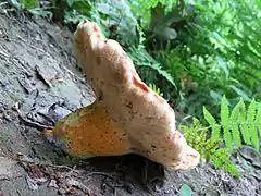 Rubinoboletus ballouii