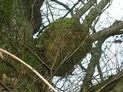 Un broussin sur un orme. Dalry, Ayrshire, Écosse.