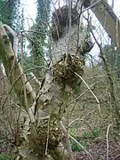 Broussin sur un sorbier, Ayrshire, Écosse.