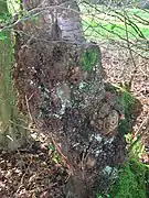 Un broussin sur un vieux cerisier sauvage, Ayrshire, Écosse.