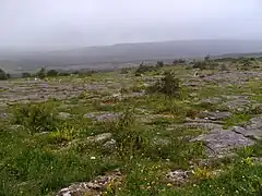 Alvar de Burren en Irlande.